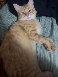 Lost Male Cat last seen 150th street , Downer, MN 56514