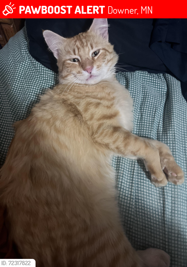 Lost Male Cat last seen 150th street, Downer, MN 56514