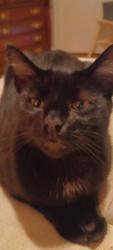 Lost Male Cat last seen Near Plantation Rd Kingsport, TN, Kingsport, TN 37660