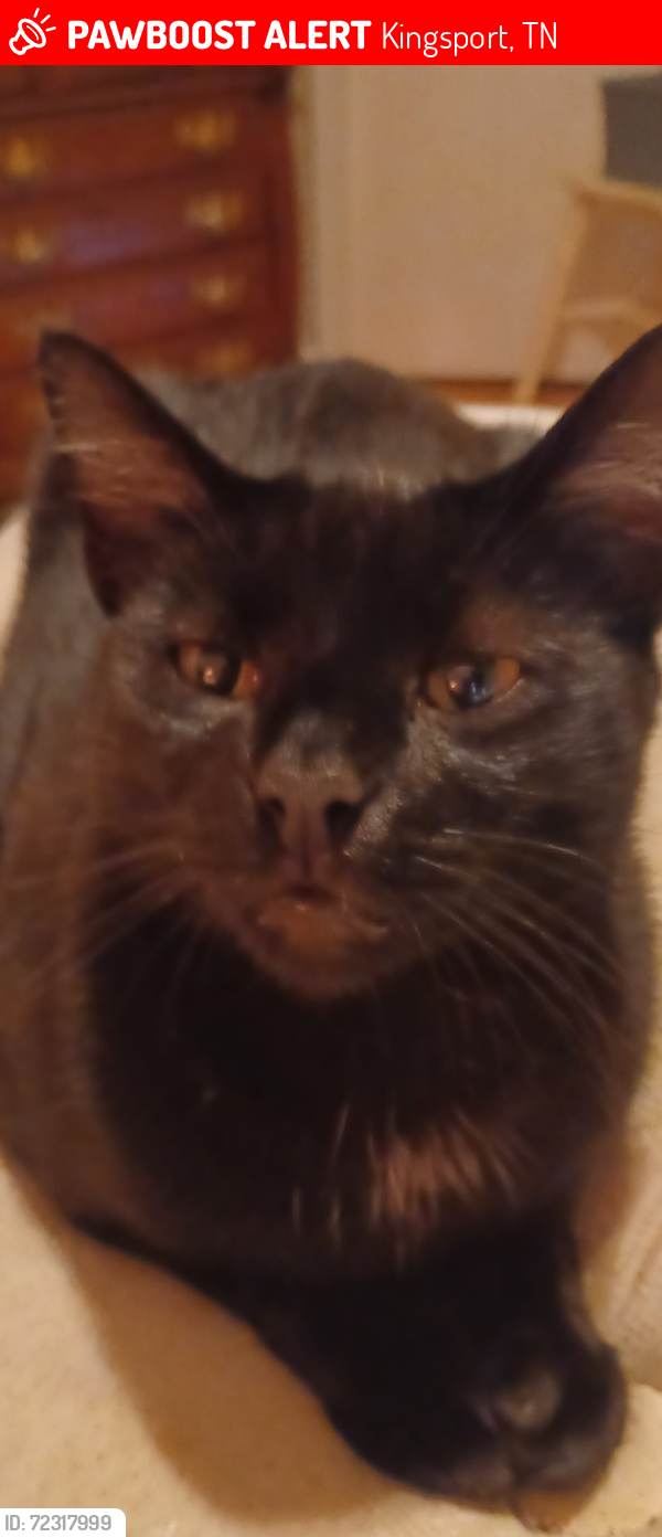 Lost Male Cat last seen Near Plantation Rd Kingsport, TN, Kingsport, TN 37660