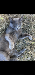Lost Male Cat last seen Anza Ave. and 190th Street , Torrance, CA 90503