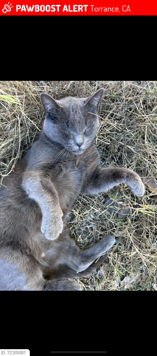 Lost Male Cat last seen Anza Ave. and 190th Street , Torrance, CA 90503