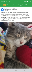 Lost Male Cat last seen W villard ave , Milwaukee, WI 53218