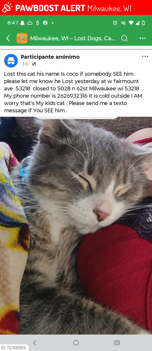 Lost Male Cat last seen W villard ave , Milwaukee, WI 53218