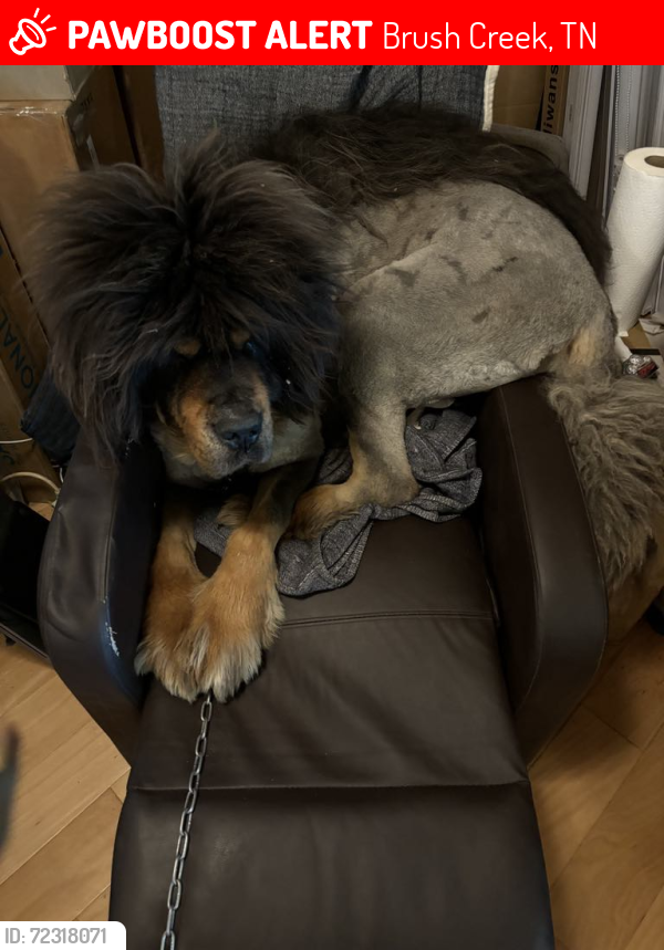 Lost Male Dog last seen Alexandria Highway, Brush Creek, TN 38547, Brush Creek, TN 38547