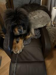 Lost Male Dog last seen Alexandria Highway, Brush Creek, TN 38547, Brush Creek, TN 38547