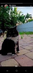 Lost Male Cat last seen Riverside , Coral Springs, FL 33071