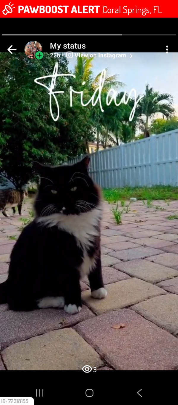 Lost Male Cat last seen Riverside , Coral Springs, FL 33071