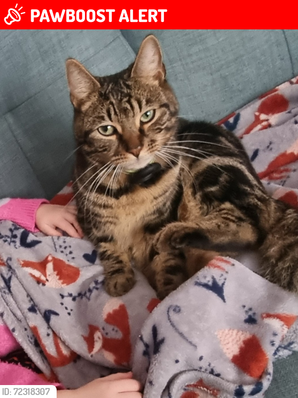 Lost Male Cat last seen Templewood, Walter's Ash, England HP14 4UE