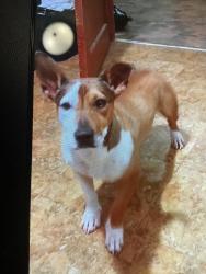 Lost Female Dog last seen Near 48th ave, Gulfport, MS 39501