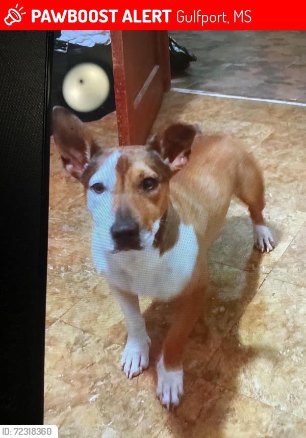 Lost Female Dog last seen Near 48th ave, Gulfport, MS 39501