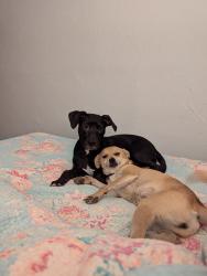 Lost Female Dog last seen SE 44th between Westminster & Anderson, Oklahoma City, OK 73115