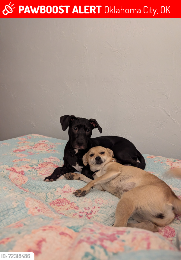 Lost Female Dog last seen SE 44th between Westminster & Anderson, Oklahoma City, OK 73115