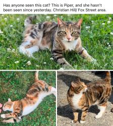 Lost Female Cat last seen Mt. Pleasant Street Lowell ma, Lowell, MA 01850