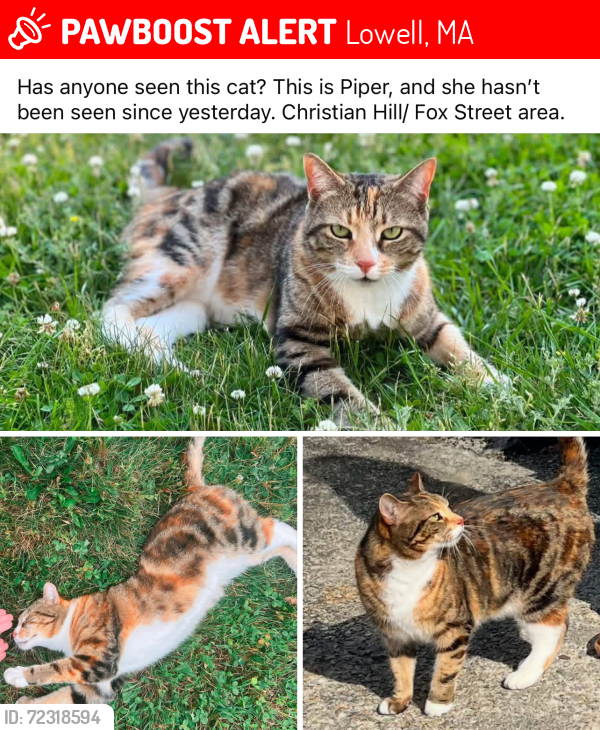 Lost Female Cat last seen Mt. Pleasant Street Lowell ma, Lowell, MA 01850