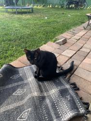 Lost Male Cat last seen W Mauno Loa ave, W Baseline Rd, S Vecino dr, Glendora, CA 91740
