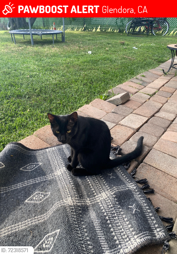 Lost Male Cat last seen W Mauno Loa ave, W Baseline Rd, S Vecino dr, Glendora, CA 91740