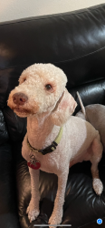 Lost Male Dog last seen WoodCreek Reserve, Katy, TX 77494