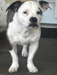 Lost Male Dog last seen Sumner and Sunnyside, Fowler, CA 93625