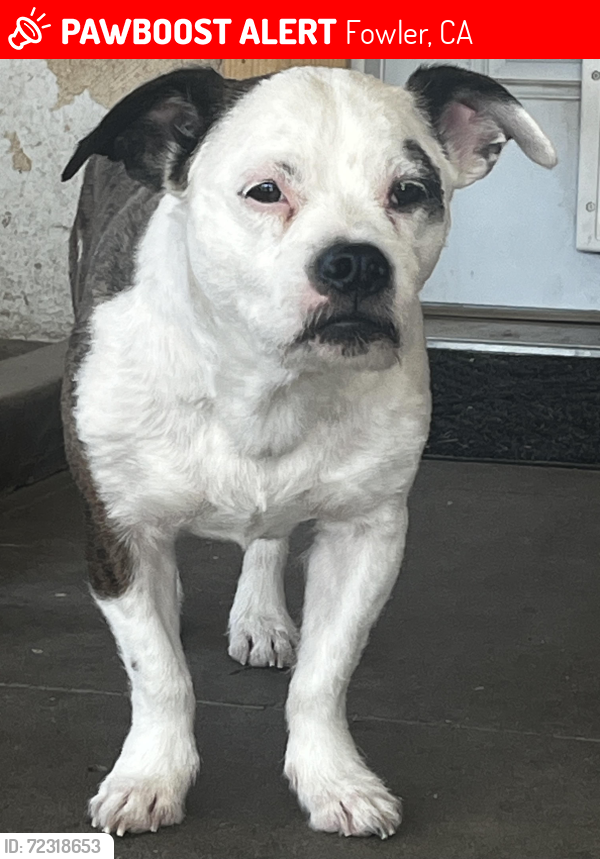 Lost Male Dog last seen Sumner and Sunnyside, Fowler, CA 93625