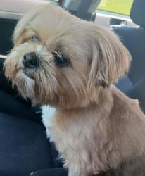 Lost Male Dog last seen Ozark Rd , rt 45, Ozark, IL 62972
