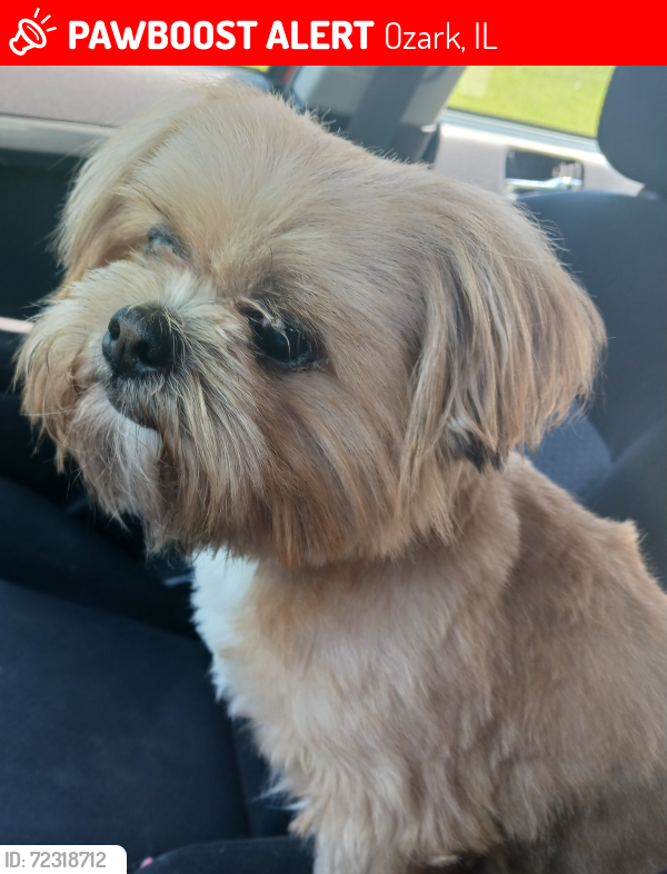 Lost Male Dog last seen Ozark Rd , rt 45, Ozark, IL 62972