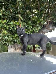 Lost Male Cat last seen North Conyer & Grove, Visalia, CA 93291