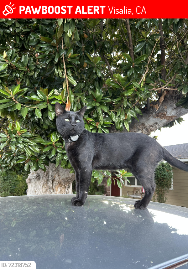 Lost Male Cat last seen North Conyer & Grove, Visalia, CA 93291