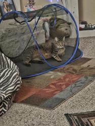 Lost Male Cat last seen Villages of woodland springs , Fort Worth, TX 76244