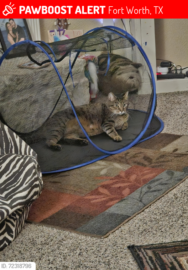 Lost Male Cat last seen Villages of woodland springs , Fort Worth, TX 76244