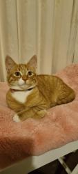 Lost Female Cat last seen Cairnlea, Cairnlea, VIC 3023