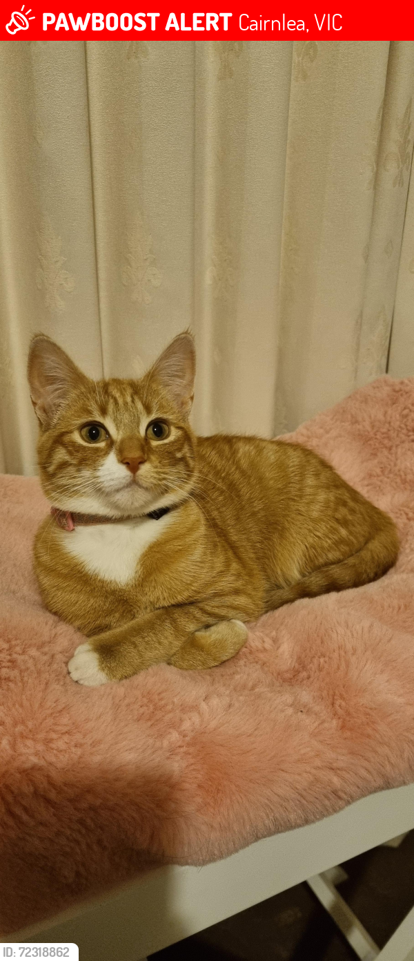 Lost Female Cat last seen Cairnlea, Cairnlea, VIC 3023