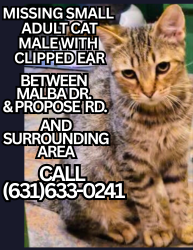 Lost Male Cat last seen Malba and Propose Drive Shirley New York , Shirley, NY 11967