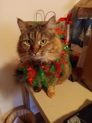 Lost Female Cat last seen Willhill Road Mint Hill, Mint Hill, NC 28227