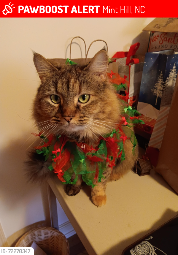 Lost Female Cat last seen Willhill Road Mint Hill, Mint Hill, NC 28227