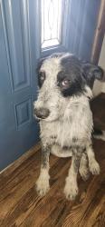 Lost Male Dog last seen County Rd 324 and County Rd 337, Thayer Township, MO 65791