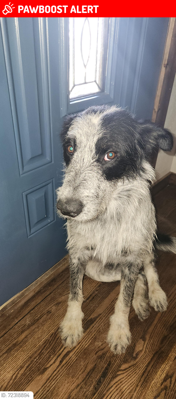 Lost Male Dog last seen County Rd 324 and County Rd 337, Thayer Township, MO 65791