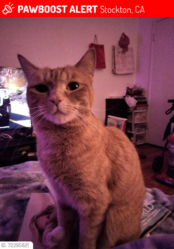 Lost Female Cat last seen Washington and Dawes , Stockton, CA 95203