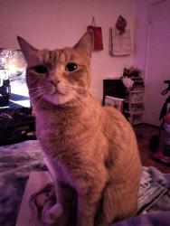 Lost Female Cat last seen Washington and Dawes , Stockton, CA 95203