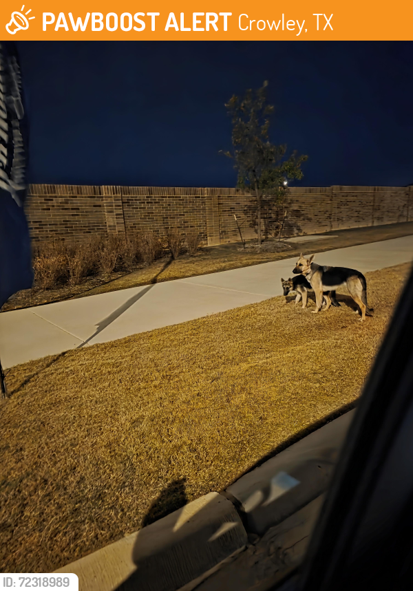 Found/Stray Unknown Dog last seen Terra Trace D.R. Horton Crowley Texas, Crowley, TX 76036