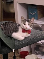 Lost Male Cat last seen N/A, Elwood, IL 60421