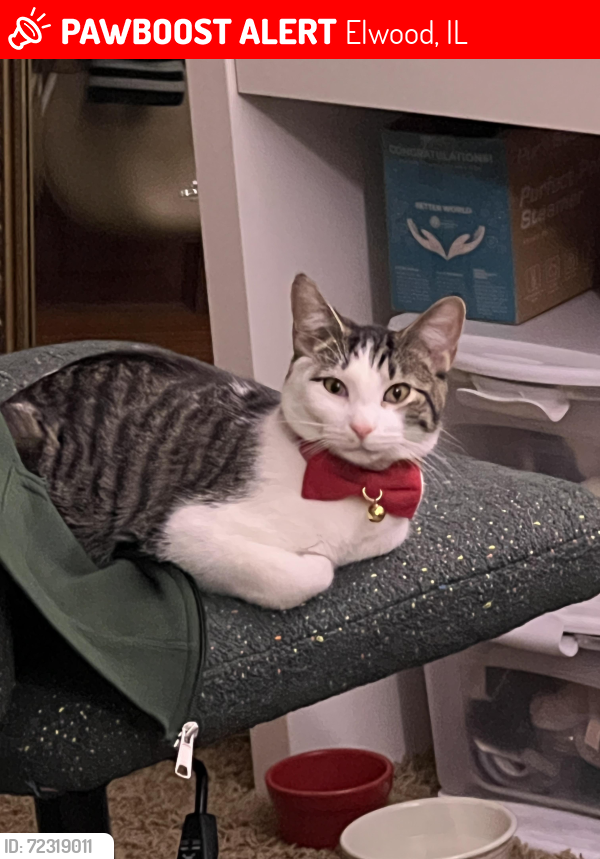 Lost Male Cat last seen N/A, Elwood, IL 60421
