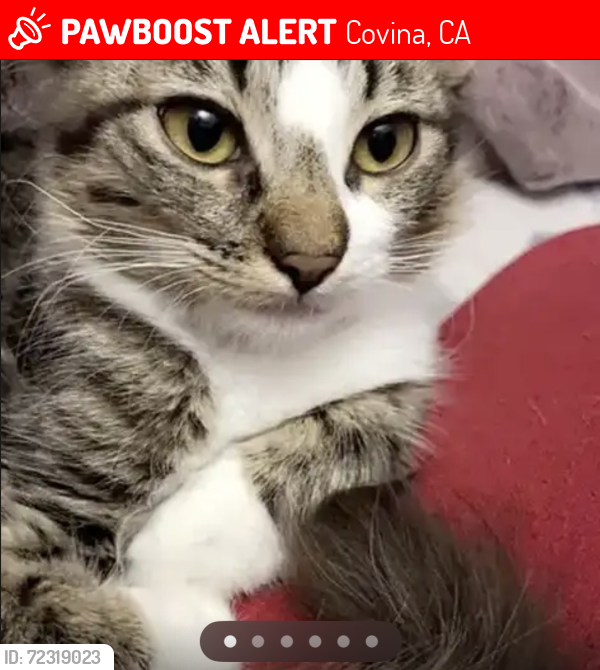 Lost Female Cat last seen W. Rowland St & W. Workman St., Covina, CA 91723