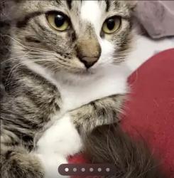 Lost Female Cat last seen W. Rowland St & W. Workman St., Covina, CA 91723