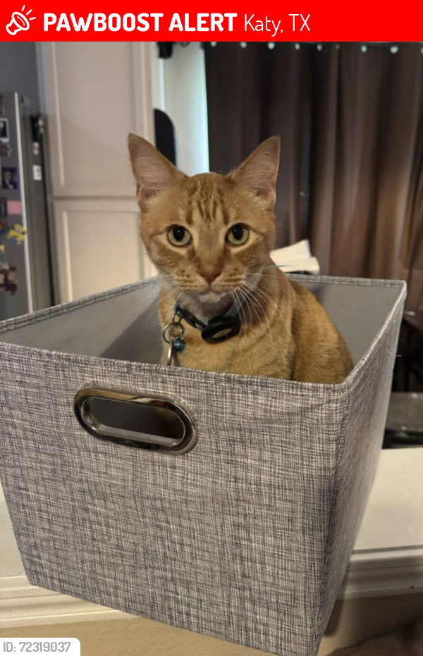 Lost Male Cat last seen Franz & Ave D, Katy, TX 77493