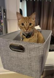 Lost Male Cat last seen Franz & Ave D, Katy, TX 77493