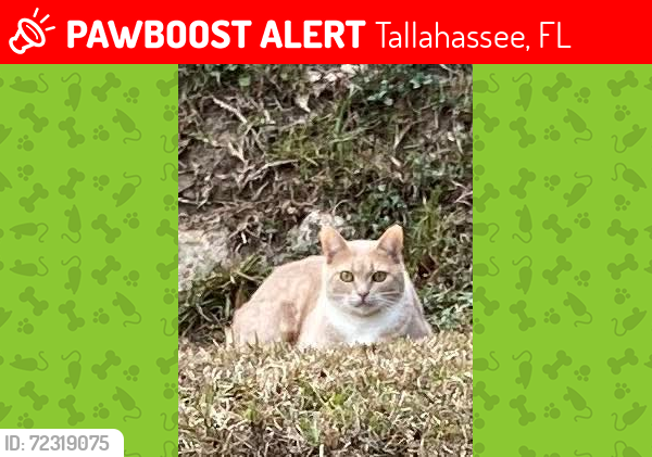 Lost Female Cat last seen Aberdeen st , Tallahassee, FL 32312