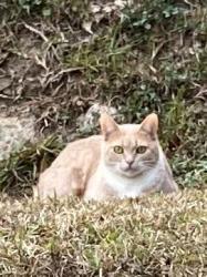 Lost Female Cat last seen Aberdeen st , Tallahassee, FL 32312