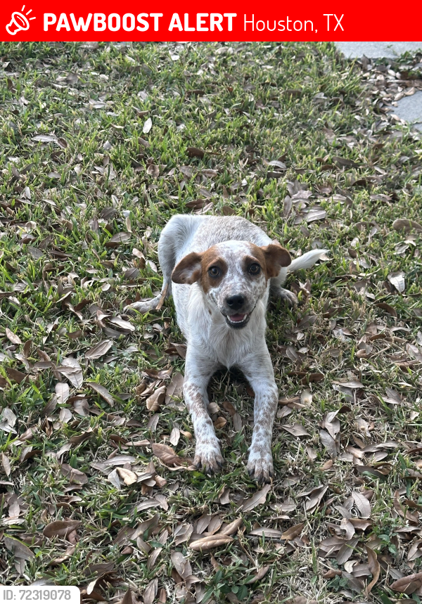 Lost Female Dog last seen 75th , Houston, TX 77023