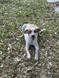 Lost Female Dog last seen 75th , Houston, TX 77023